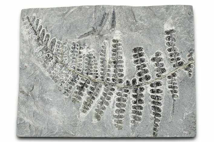 Carboniferous Fossil Fern (Pseudomariopteris) - France #378090